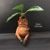 1pc Magical Mandrake Garden Statue - Perfect For Outdoor Decoration And Landscaping!